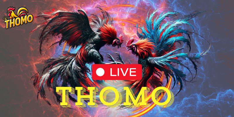 Xem đá gà trực tiếp Thomo là gì?