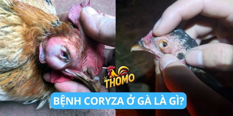 Bệnh Coryza ở gà là gì?