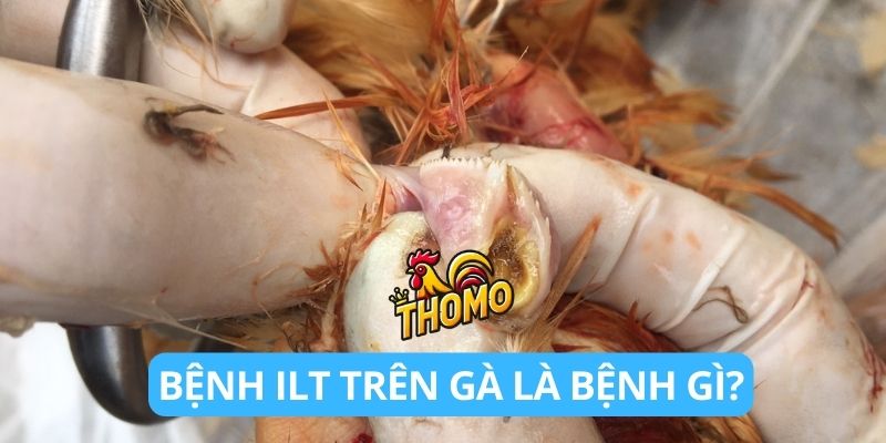 Bệnh ILT trên gà là bệnh gì?