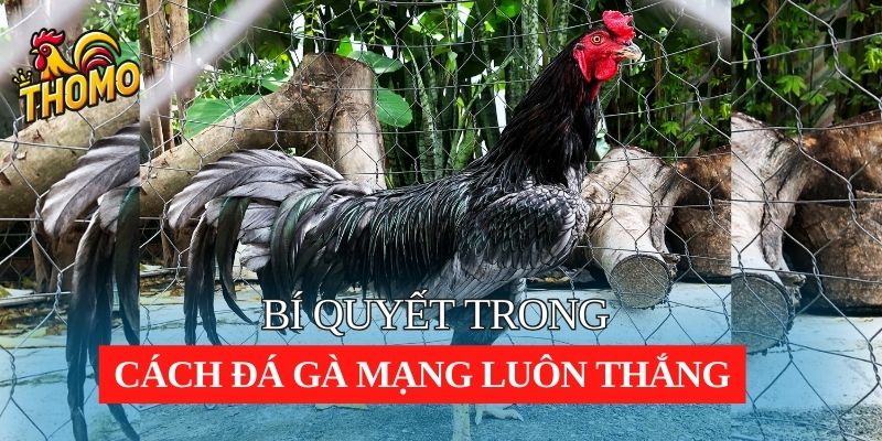 bí quyết nên biết trong cách đá gà mạng luôn thắng