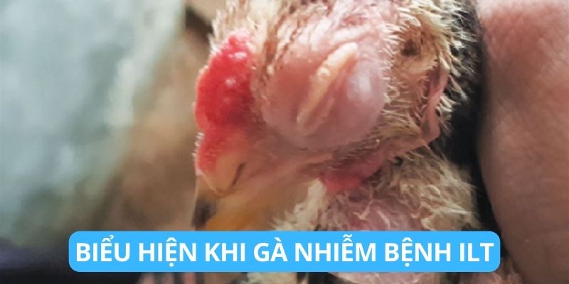 Biểu hiện khi gà nhiễm bệnh ILT