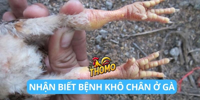 Cách nhận biết bệnh khô chân ở gà