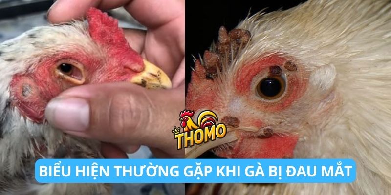 Biểu hiện thường gặp khi gà bị đau mắt