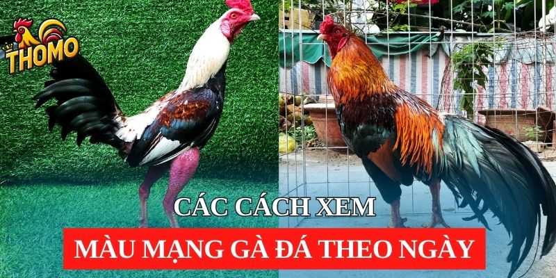 Các cách xem màu mạng gà đá theo ngày