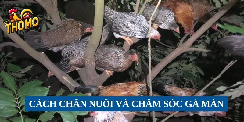 Cách chăn nuôi và chăm sóc gà Mán 