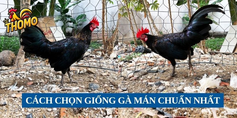 Cách chọn giống gà Mán chuẩn nhất