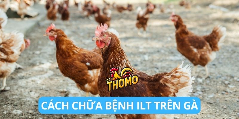 Cách chữa bệnh ILT trên gà