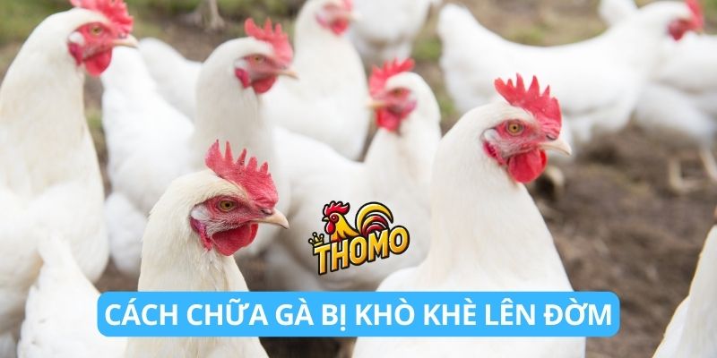 Cách chữa gà bị khò khè lên đờm