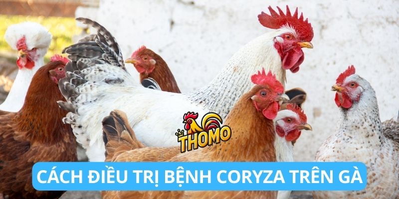 Hướng dẫn cách điều trị bệnh Coryza trên gà hiệu quả