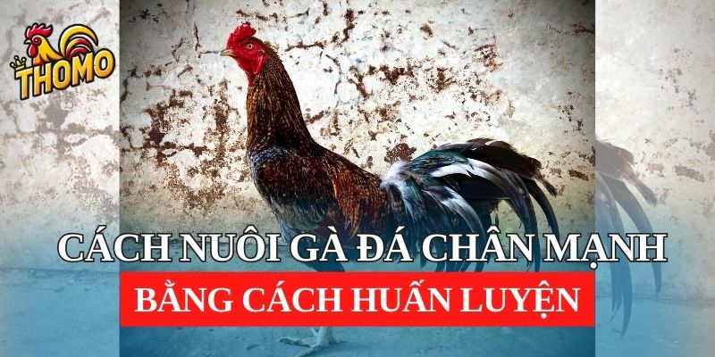 Cách nuôi gà đá chân mạnh bằng cách huấn luyện 