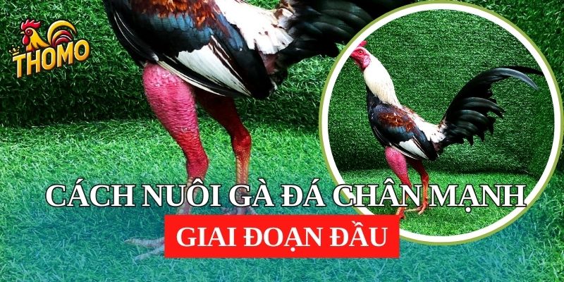 Cách nuôi gà đá chân mạnh giai đoạn đầu 