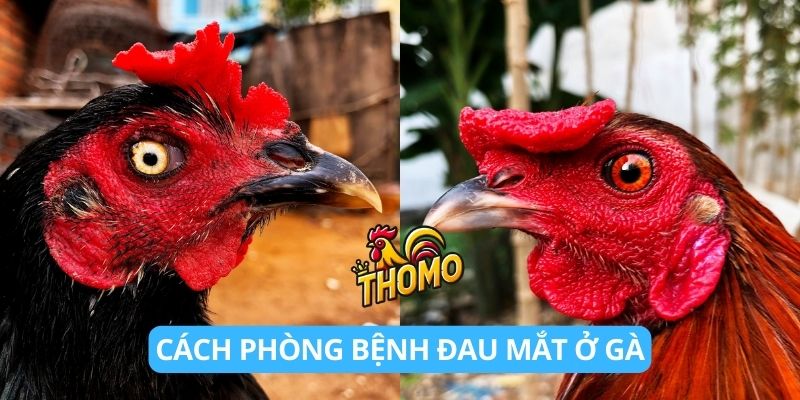 Cách phòng bệnh đau mắt ở gà 