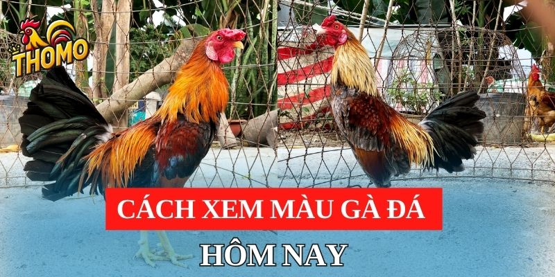 Cách xem màu gà đá ngày hôm nay chuẩn 