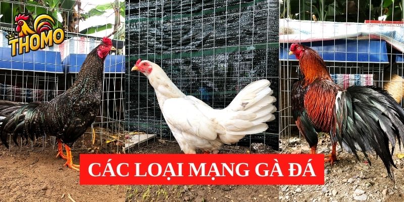 Có những màu mạng chiến kế nào? 