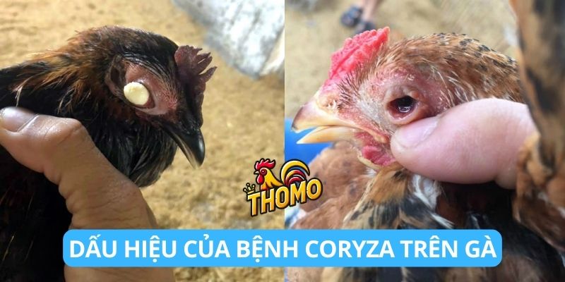 Dấu hiệu của bệnh Coryza trên gà