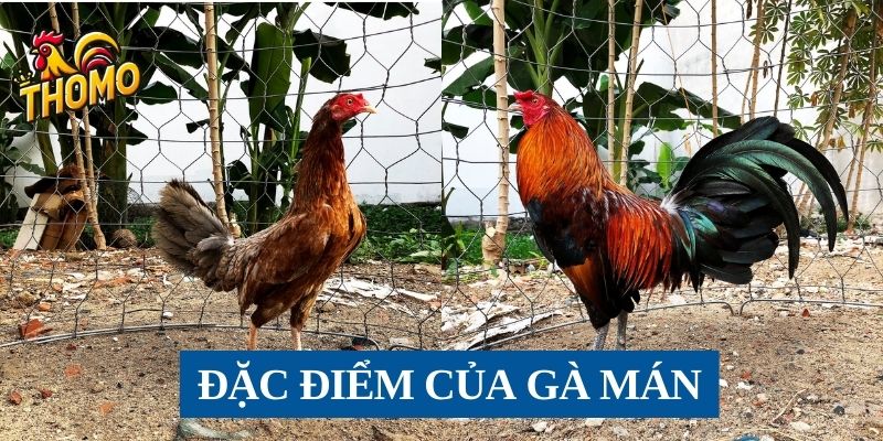 Điểm nổi bật của giống gà Mán