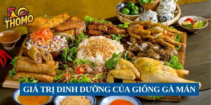 Giá trị dinh dưỡng của giống gà Mán