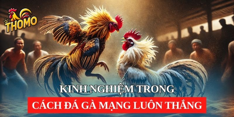 Kinh nghiệm hữu ích trong cách đá gà mạng luôn thắng