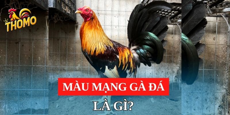 Màu mạng gà đá là gì?