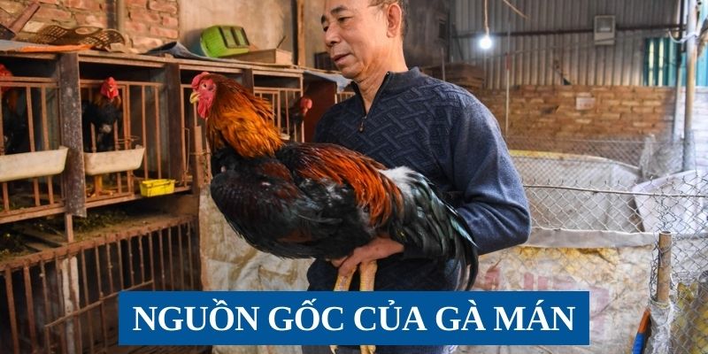 Nguồn gốc của gà Mán