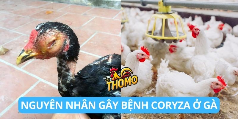 Nguyên nhân gây bệnh Coryza ở gà