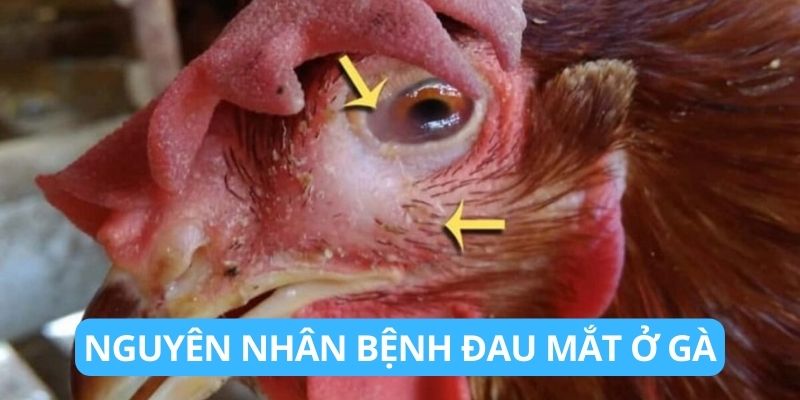 Nguyên nhân gây ra bệnh đau mắt ở gà