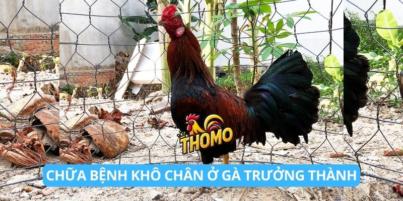 Phương pháp chữa bệnh khô chân ở gà trưởng thành