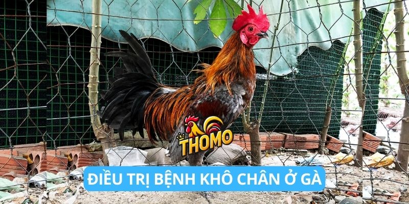 Phương pháp điều trị bệnh khô chân ở gà 