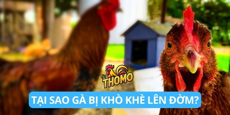 Tại sao gà bị khò khè lên đờm?