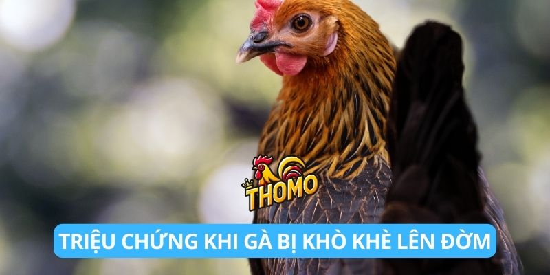 Triệu chứng thường gặp khi gà bị khò khè lên đờm