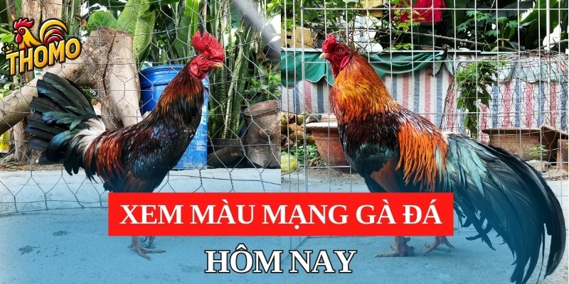 Xem màu mạng gà đá ngày hôm nay