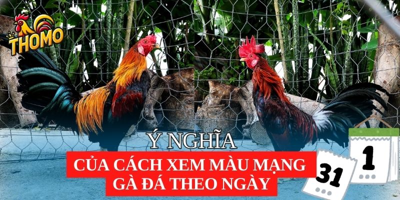 Ý nghĩa của cách xem màu mạng gà đá theo ngày